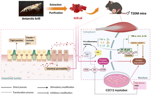 Graphical abstract: Krill oil alleviates type 2 diabetes mellitus-induced sarcopenia in mice via attenuating insulin resistance, intestinal barrier dysfunction, and skeletal muscle protein turnover impairment