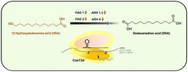 Graphical abstract: Green synthesis of ω-hydroxydodecanoic acid by engineering C. viswanathii with Cas13d