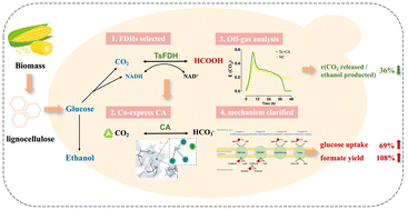 Graphical abstract: The synergistic effect of formate dehydrogenase and carbonic anhydrase accelerates the ethanol fermentation process and improves carbon recovery