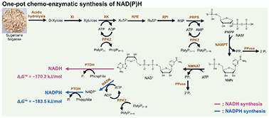 Graphical abstract: Sustainable chemo-enzymatic NADP(H) synthesis from biomass-derived xylose, polyphosphate, and nicotinamide