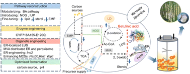 Graphical abstract: Multidimensional metabolic engineering of Yarrowia lipolytica for highly efficient biosynthesis of betulinic acid