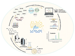 Graphical abstract: Discovery and green metabolic engineering of a self-sufficient genistein pathway in Paenibacillus jilinensis