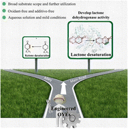 Graphical abstract: Enabling desaturation of lactones by reversible catalytic activity of ‘ene’-reductases