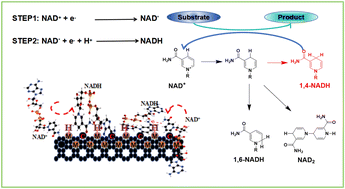 Graphical abstract: Metal–carbon electrode optimization for efficient electrochemical regeneration of 1,4-NADH: a new approach for sustainable biochemical synthesis