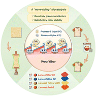 Graphical abstract: A “wave-riding” biocatalysis: an all-enzyme system for genuinely green and flexible manufacture of machine-washable dyed wool fabrics