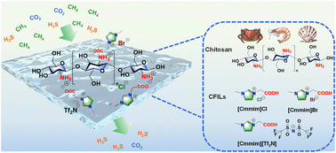 Graphical abstract: Carboxyl-functionalized ionic liquids enable green preparation of chitosan-based ionic gel membranes for H2S separation