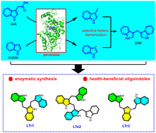 Graphical abstract: Enzymatic synthesis of health-beneficial oligoindoles using peroxidase