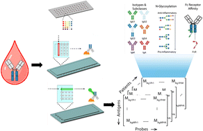 Graphical abstract: Sample-sparing multiplexed antibody Fc biomarker discovery using a reconfigurable integrated microfluidic platform