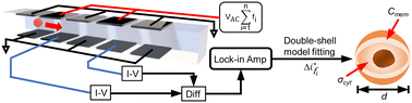 Graphical abstract: Single-cell impedance spectroscopy of nucleated cells