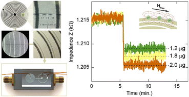 Graphical abstract: High-efficiency microfluidic chip integrated with micro-patterned planar spiral sensors for magnetic nanoparticle detection