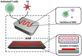 Graphical abstract: Scalable and ultrafast CAR-T cell production using microfluidics