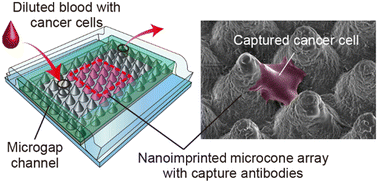 Graphical abstract: Enhancing cancer cell immunocapture on orientation-controlled nanoimprinted microcone arrays in microgap channels