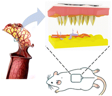 Graphical abstract: Bio-inspired microneedles with hierarchical microchannels for rapid interstitial fluid collection and analysis