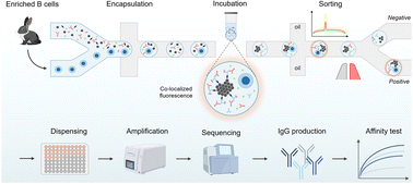 Graphical abstract: High-throughput monoclonal antibody screening from immunized rabbits via droplet microfluidics