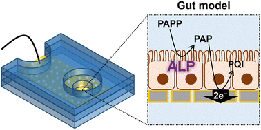 Graphical abstract: In situ electrochemical measurement of alkaline phosphatase activity in engineered gut models using a porous membrane electrode device