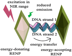 Graphical abstract: DNA-guided interparticle energy transfer between rare earth doped nanoparticles
