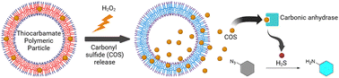 Graphical abstract: Stimuli-responsive thiocarbamate-based polymeric particles for hydrogen sulfide generation