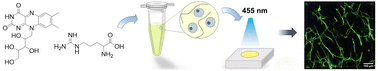 Graphical abstract: Biobased photocrosslinkable gelatin-methacrylate hydrogels promote the growth and phenotype maintenance of human corneal keratocytes