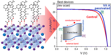 Graphical abstract: Vitamin A as a simple, dual-role agent for the band bending-induced passivation of perovskite solar cells