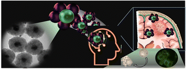 Graphical abstract: Hybrid silver–iron oxide nanoflowers: morphological tailoring, application as CT agents, and exploitation of induced apoptosis in glioblastoma treatment