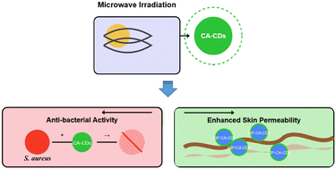 Graphical abstract: Cinnamic acid-derived carbon dots by microwave irradiation synergise the ciprofloxacin effect against Staphylococcus aureus and promote its skin permeability