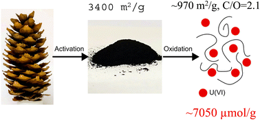 Graphical abstract: Extraordinary U(vi) sorption capacity of high surface area super-oxidized carbons