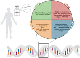 Graphical abstract: From genetic code to global health: the impact of nucleic acid vaccines on disease prevention and treatment