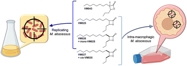 Graphical abstract: Synthesis and anti-mycobacterial activity of novel medium-chain β-lactone derivatives: a multi-target strategy to combat Mycobacterium abscessus