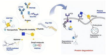 Graphical abstract: Proximity-induced membrane protein degradation for cancer therapies