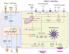 Graphical abstract: NLRP3 inflammasome: structure, mechanism, drug-induced organ toxicity, therapeutic strategies, and future perspectives