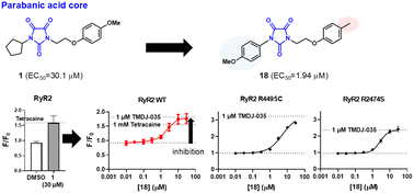 Graphical abstract: Development of selective RyR2 inhibitors with a pharmacophore containing a parabanic acid skeleton