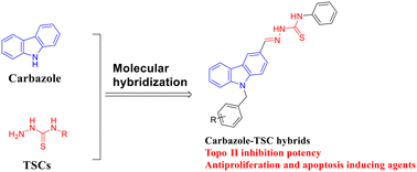 Graphical abstract: Design, synthesis and biological studies of carbazole–thiosemicarbazone hybrids as potential topoisomerase II catalytic inhibitors