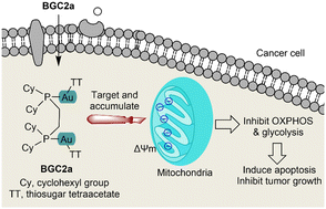 Graphical abstract: Investigation of the anticancer efficacy and impact on energy metabolism of dual-core gold(i) complex BGC2a