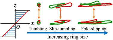 Graphical abstract: Effects of ring sizes on the dynamic behaviors of [2]catenane