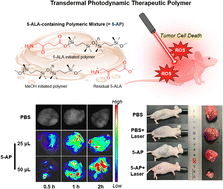 Graphical abstract: Transdermal therapeutic polymer: in situ synthesis of biocompatible polymer using 5-aminolevulinic acid as a photosensitizer precursor and a polymer initiator