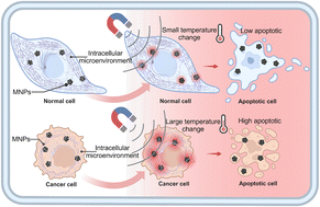 Graphical abstract: Differential intracellular influence of cancer cells and normal cells on magnetothermal properties and magnetic hyperthermal effects of magnetic nanoparticles