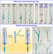 Graphical abstract: Biomimetic differently structured and multi-branched hydrogel tubes inspired by bud-growth of plants