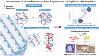 Graphical abstract: Synergistic peptide–organic matrix enhances mineralization of biomimetic scaffolds for bone regeneration