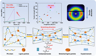 Graphical abstract: Ultra-robust polyurethane/lignin elastomers based on multiscale structural orientation induced by pre-stretching