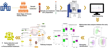 Graphical abstract: Characterizing metabolic dysregulation in early-stage chronic kidney disease for diagnostic insights