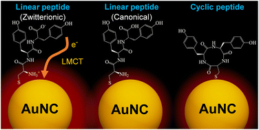 Graphical abstract: Molecular engineering of gold nanocluster properties via peptide ligand charge state and topological modulation