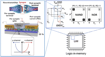 Graphical abstract: Multifunctional CMOS-integrable and reconfigurable 2D ambipolar tellurene transistors for neuromorphic and in-memory computing