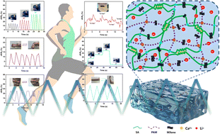Graphical abstract: A mechanically strong and highly conductive MXene/polyacrylamide–alginate composite hydrogel with a double-network structure for a flexible wearable sensor