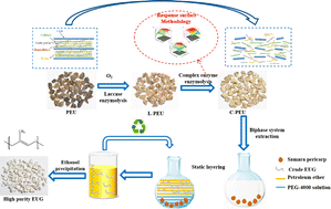 Graphical abstract: Novel eco-friendly extraction of high purity Eucommia ulmoides gum via composite enzyme hydrolysis pretreatment combined with a PEG-4000 aqueous solvent biphasic system
