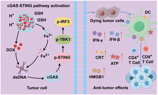Graphical abstract: Nanodrug combining chemotherapy and ferroptosis mediated cGAS-STING activation for potent antitumor immunity