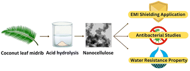 Graphical abstract: Nanocellulose from coconut midrib used for antibacterial and electromagnetic interference shielding applications