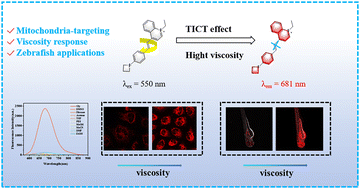 Graphical abstract: Construction of a mitochondria-targeted fluorescent probe for the detection of viscosity in living cells and zebrafish