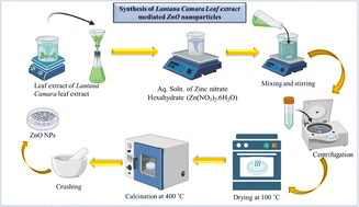 Graphical abstract: Biosynthesized ZnO nanoparticles potentiate cytotoxicity: in vitro and in silico analysis