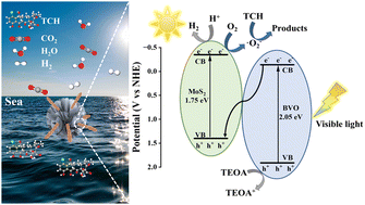 Graphical abstract: BiVO4/MoS2 n–n heterojunction for enhanced solar-driven seawater antibiotic degradation and photocatalytic hydrogen evolution