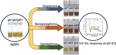 Graphical abstract: pH-Dependent discriminative detection of catecholamine neurotransmitters using 4-boronobenzoic acid functionalized plasmonic silver nanoparticles as a colorimetric probe